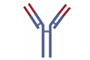 Loading Control Antibodies